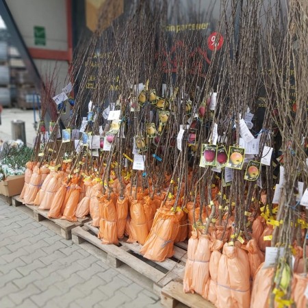 POMI FRUCTIFERI